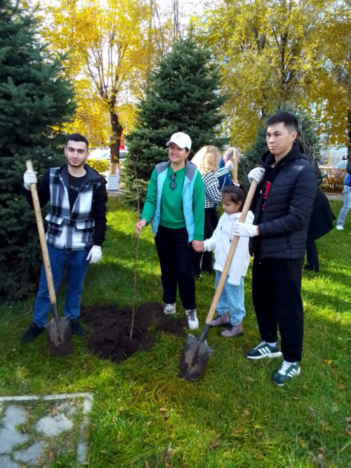 Высадка лип